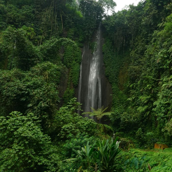 Top 10 largest forests in the world