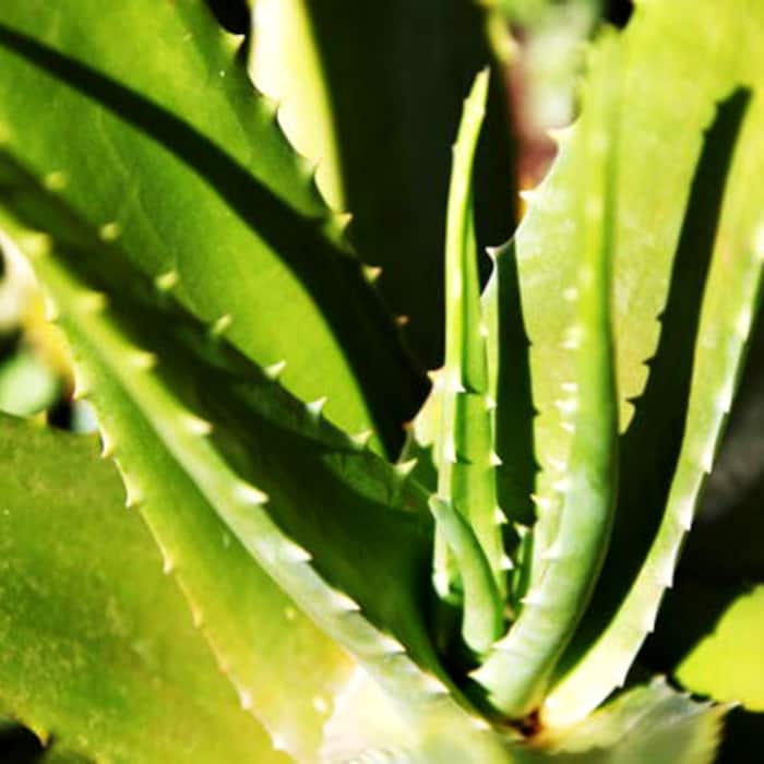 Apply Lemon and Glycerin pack on your face to remove sun tan