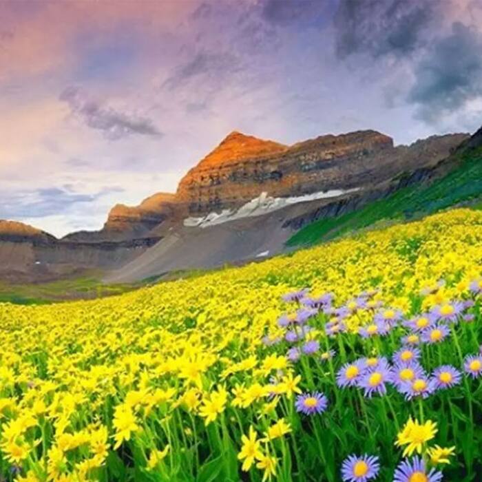 Valley of Flowers