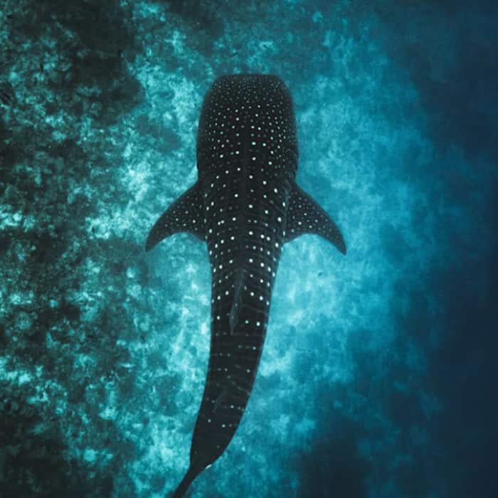 Whale shark
