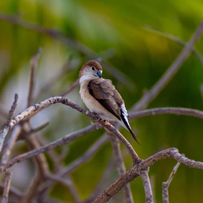 White throated Needletail