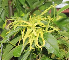 Suffering From Erectile Dysfunction? Opt For These Essential Oils