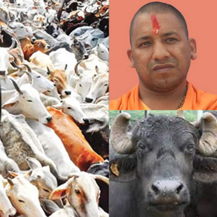 8 reasons why UP is chanting Yogi! Yogi Adityanath’s name after he took