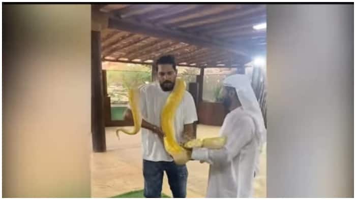 From Liger to Giraffe: Yuvraj Singh Enjoys His Experience of ...
